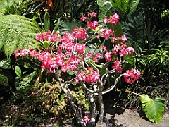 CairnsTC052 Jardin Botanique 052